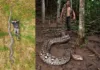В Индонезии нашли самую длинную змею в мире