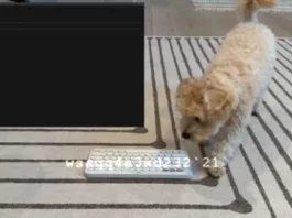 Собака написала компьютерную игру с помощью ИИ