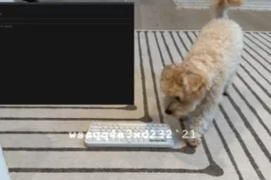 Собака написала компьютерную игру с помощью ИИ