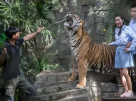 В туристическом парке Таиланда погибли 72 тигра. Ведется расследование