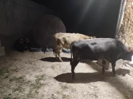 Пресечены несколько попыток незаконного перегона КРС из Кыргызстана в Таджикистан