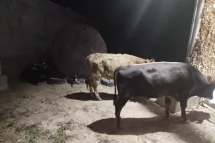 Пресечены несколько попыток незаконного перегона КРС из Кыргызстана в Таджикистан