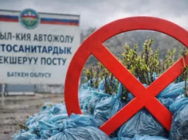 В Кыргызстан не пропустили более 80 тыс. саженцев из Узбекистана