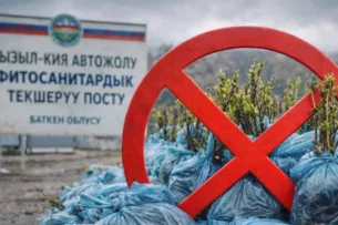 В Кыргызстан не пропустили более 80 тыс. саженцев из Узбекистана