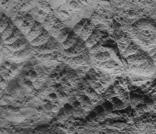 Первое крупное вымирание на Земле оказалось хуже, чем мы думали