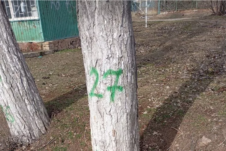 Минприроды КР: Массовой вырубки в Булан-Соготту не будет — деревья уберут только точечно