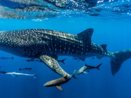 Редчайшая китовая акула по кличке Мистраль проплыла 1200 км от Мадагаскара до Сейшел. Ученые впервые засекли такую миграцию