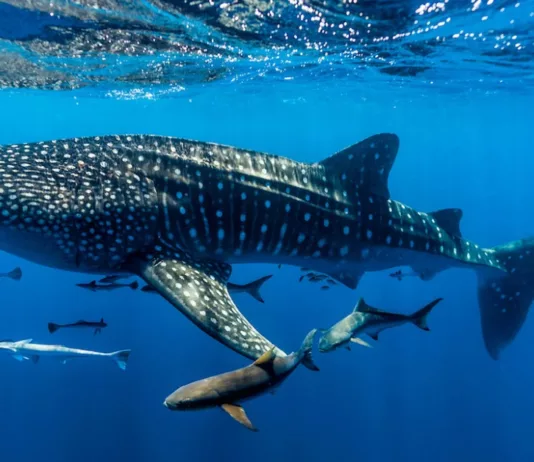 Редчайшая китовая акула по кличке Мистраль проплыла 1200 км от Мадагаскара до Сейшел. Ученые впервые засекли такую миграцию
