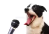 «Поющие» собаки могут помочь раскрыть истоки вокальных навыков у людей