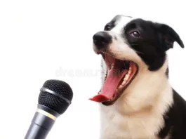 «Поющие» собаки могут помочь раскрыть истоки вокальных навыков у людей