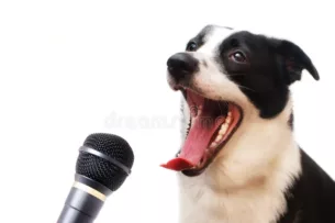 «Поющие» собаки могут помочь раскрыть истоки вокальных навыков у людей