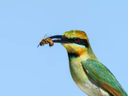 В нетронутых тропических лесах Амазонии зафиксировано загадочное исчезновение птиц
