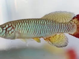 Ихтиологи описали 309 новых видов пресноводных рыб в 2025 году