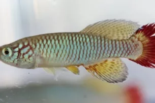 Ихтиологи описали 309 новых видов пресноводных рыб в 2025 году