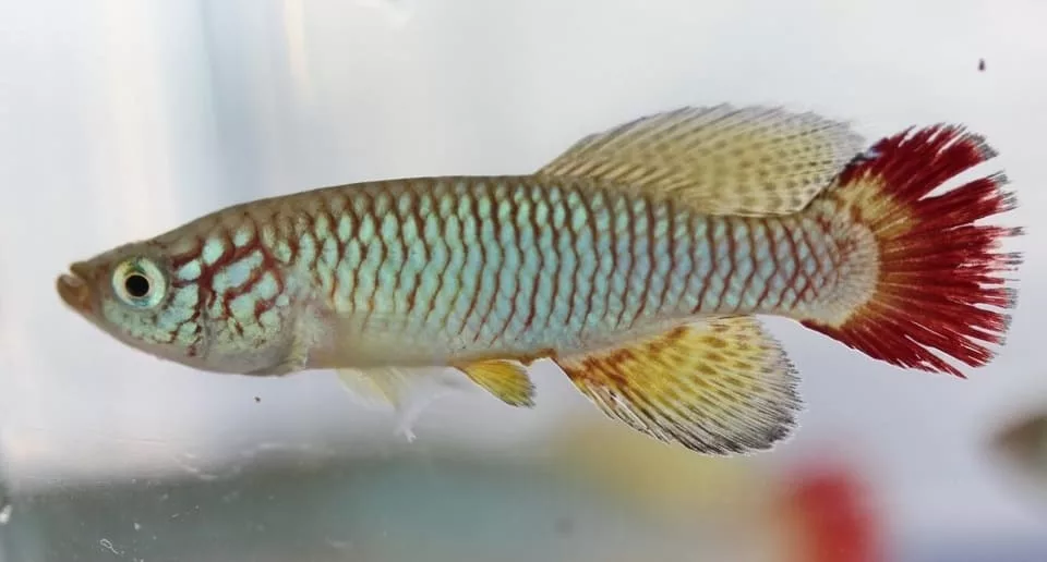 Ихтиологи описали 309 новых видов пресноводных рыб в 2025 году