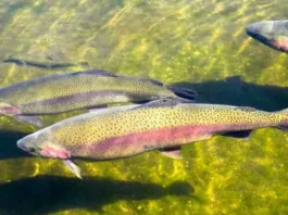 В Орто-Токойское водохранилище выпустили 1,2 млн мальков сиг лудога