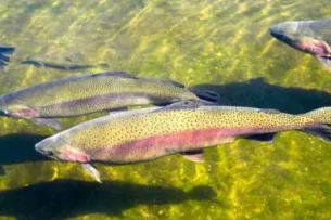 В Орто-Токойское водохранилище выпустили 1,2 млн мальков сиг лудога