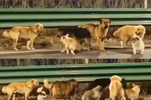 Семь похищенных собак растрогали людей по всему миру, совершив невероятное путешествие домой вместе