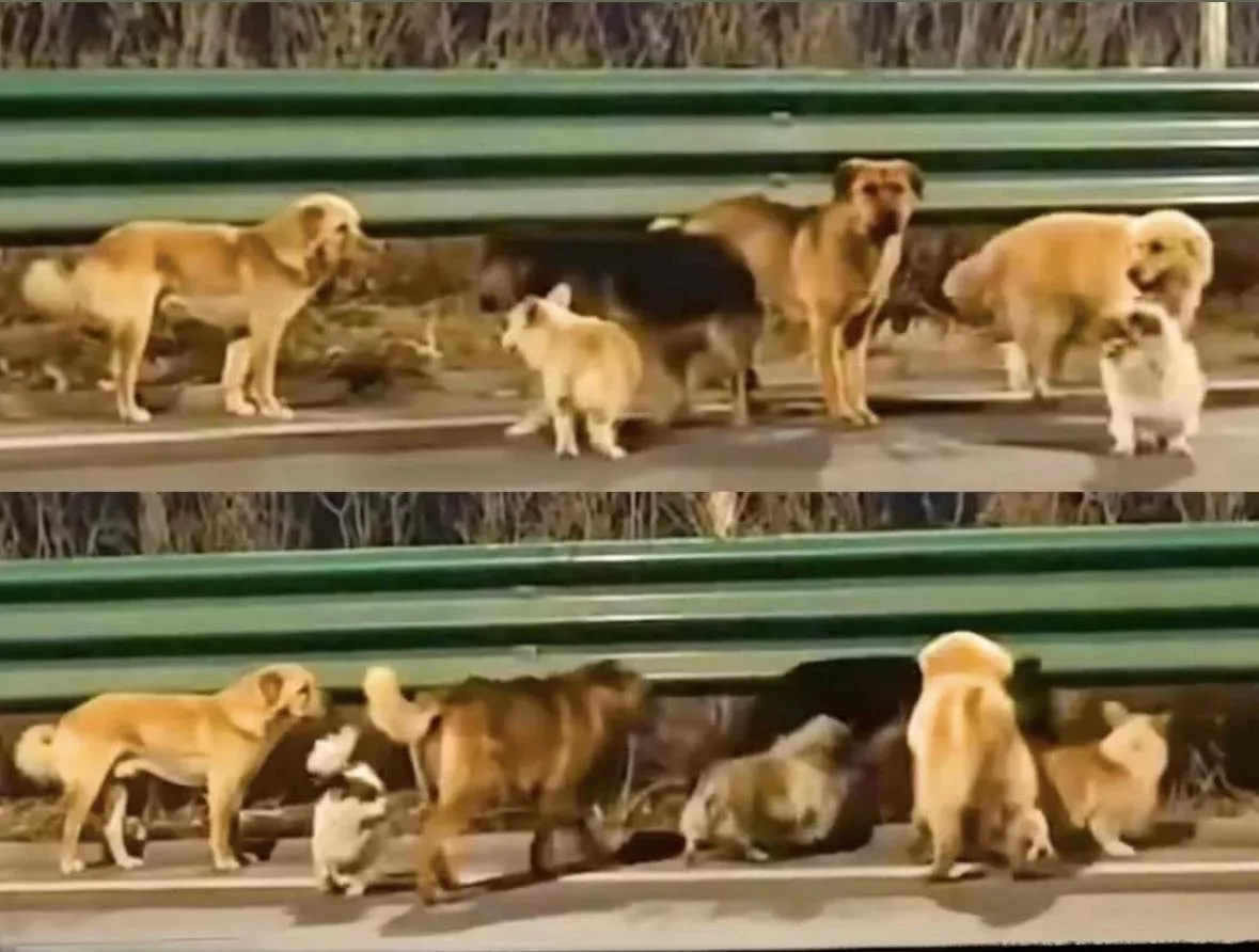 Семь похищенных собак растрогали людей по всему миру, совершив невероятное путешествие домой вместе