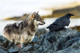 Великолепный интеллект птиц: Как вороны узнают, что где-то рядом волки настигли добычу и собираются пировать?