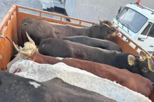 Пограничники Кыргызстана пресекли контрабанду КРС