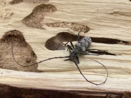 В ущелье Чычкан выявлен опасный вредитель, вызывающий усыхание лесов