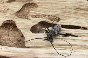 В ущелье Чычкан выявлен опасный вредитель, вызывающий усыхание лесов