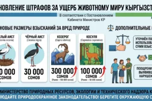В Кыргызстане ужесточена ответственность за ущерб животному миру