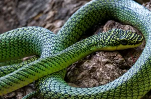 Летающая змея, задокументированная во время экспедиции. Фирум Курн/Фауна и Флора