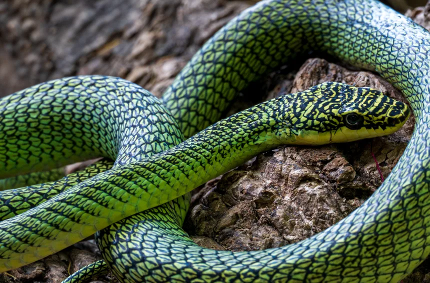 Ямкоголовые гадюки, летающие змеи и гекконы — среди новых видов, обнаруженных в пещерах Камбоджи