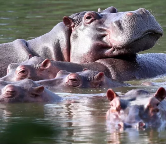 Наследник индийского миллиардера предлагает спасти 80 «кокаиновых бегемотов» Пабло Эскобара