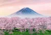 Из‑за потепления знаменитое цветение сакуры в Японии становится все скромнее