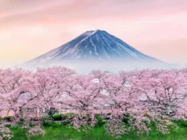 Из‑за потепления знаменитое цветение сакуры в Японии становится все скромнее