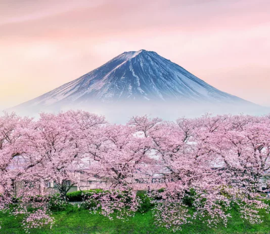 Из‑за потепления знаменитое цветение сакуры в Японии становится все скромнее