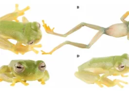 Новый вид стеклянных лягушек назвали в честь олимпийской чемпионки из Эквадора