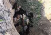 Пограничники Кыргызстана пресекли попытку контрабанды скота через границу
