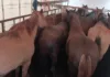 Пограничники Кыргызстана пресекли ряд попыток контрабанды скота