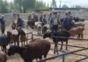 На скотном рынке Ноокатского района выявили более 40 животных без бирок и чипов