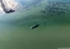 На спасателей кита Тимми могут подать в суд