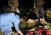 За незаконный отстрел козерога в Нарыне предъявлен иск на 300 000 сомов