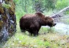 Медведь забрался в гостиничный домик в Казахстане
