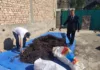 В Нарыне конфисковано 54 кг корней редкого растения эндик