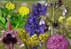 Минприроды Кыргызстана напоминает о запрете на сбор некоторых растений