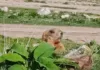 На Иссык-Куле посчитали сурков