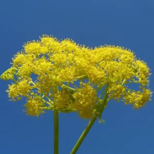 ферула