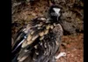 В Кыргызстане впервые удалось проследить полный маршрут миграции молодой стервятницы