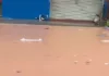 Проливные дожди вызвали разрушительные наводнения в китайском городе, а также нашествие змей