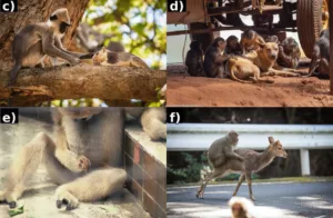 animals-monkeys-friends-1024x670