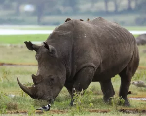 Nashorn im Lake Nakuru Park