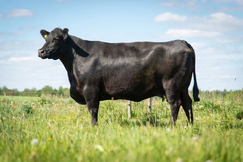 Kyrgyz farmers can buy Aberdeen Angus cattle with 3% loans